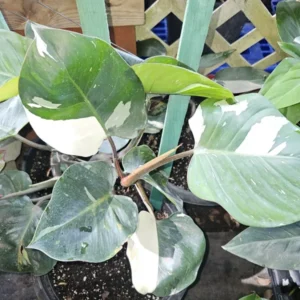 White Knight Philodendron - Variegated Live Plant - 4