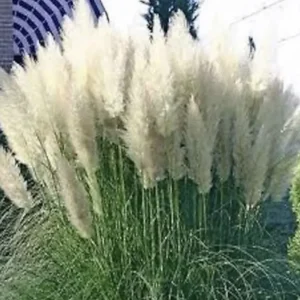 White Pampas Grass 4 Plugs - Cortaderia Selloana, Fast Growing, Ornamental Grass