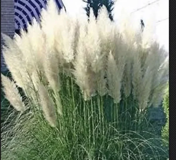 White Pampas Grass 4 Plugs - Cortaderia Selloana, Fast Growing, Ornamental Grass