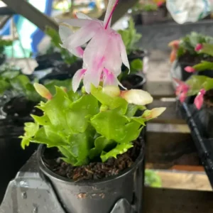 White & Pink Thanksgiving-Christmas Cactus Live Plant - 4