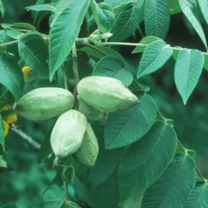 White Walnut Tree Bare-root - 18-24 Inch Tall - Hardy Nut Tree - Premium Butternut Tree - Ideal for Gardens and Baking