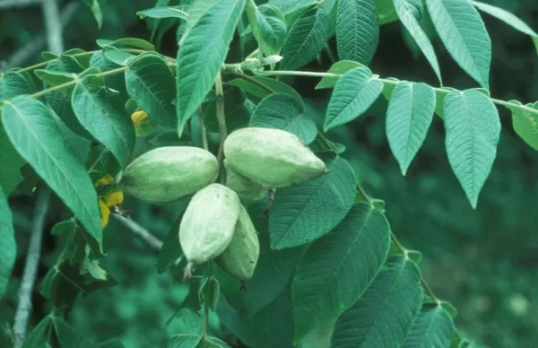 White Walnut Tree Bare-root - 18-24 Inch Tall - Hardy Nut Tree - Premium Butternut Tree - Ideal for Gardens and Baking