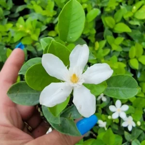 Wrightia antidysenterica Asian Snow Jasmine Live Plant, 2-5