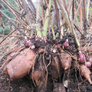 Yacon Tubers - 5 Brown Yacon Roots for Planting - Ground Apple Plant