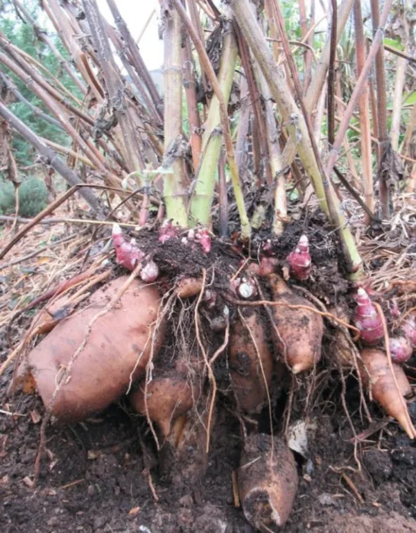 Yacon Tubers - 5 Brown Yacon Roots for Planting - Ground Apple Plant