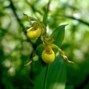 Yellow Lady’s Slipper Orchid #1 Blooming Sized – Bare Root Perennial