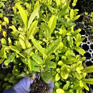 Yellow Maui Ixora Tropical Starter Live Plant, 7 Inches Tall, Yellow Flowers, 2 Plugs