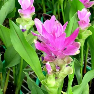 Yellow Turmeric Plants - 2 Live Perennial Fragrant Plants - Curcuma Longa Plants 4-8 Inch Tall - for Planting