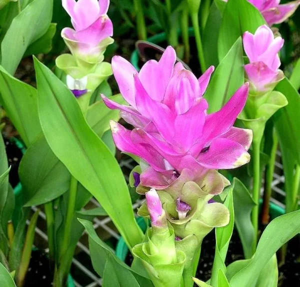 Yellow Turmeric Plants - 2 Live Perennial Fragrant Plants - Curcuma Longa Plants 4-8 Inch Tall - for Planting