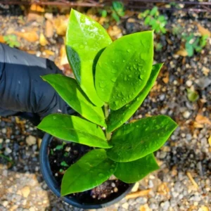 ZZ Zamioculcas zamiifolia Live Plant Easy to Grow Indoor Houseplant