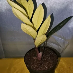 Zamioculcas zamiifolia ZZ Chameleon - 7