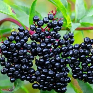 American Black Elderberry Tree Live Plant - 8-10 Inch Elderberry Bush - Sambucus Canadensis Plant 4 Inch Pot