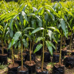 Golden Mango Tree Live Plant - Sweet Yellow Mangoes - Mangifera Indica Tree 1 to 1.5 Ft - Gallon Pot