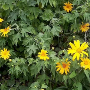 Mexican Sunflower Plant - Yellow Sunflower - Tall Sunflowers - 6-8 Inch - 4 Inch Pot