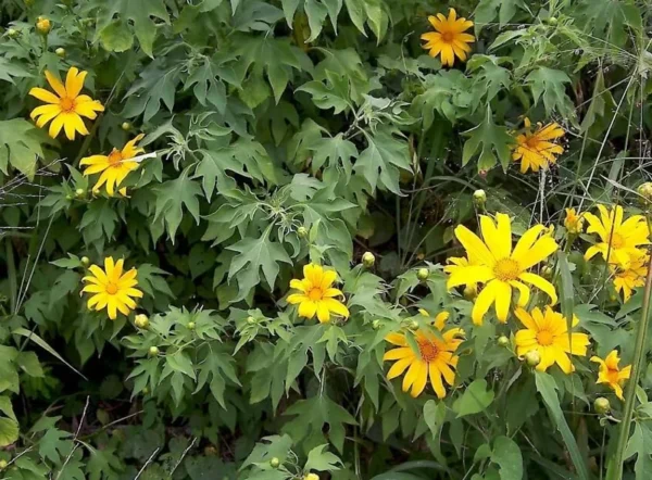 Mexican Sunflower Plant - Yellow Sunflower - Tall Sunflowers - 6-8 Inch - 4 Inch Pot