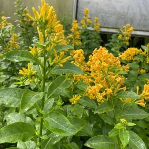 Orange Jasmine Live Plants - Fragrant Jasmine Flowers -Orange Zest Peel Jasmine