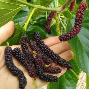 Pakistan Mulberry Plant - Live Black Mulberry Plant 12-16 Inch Bare Roots - Half Gallon Pot