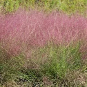 Pink Muhly Grass Plant - Ornamental Grass - Muhlenbergia Capillaris- Pink Perennial -8 to 12 Inc Tall