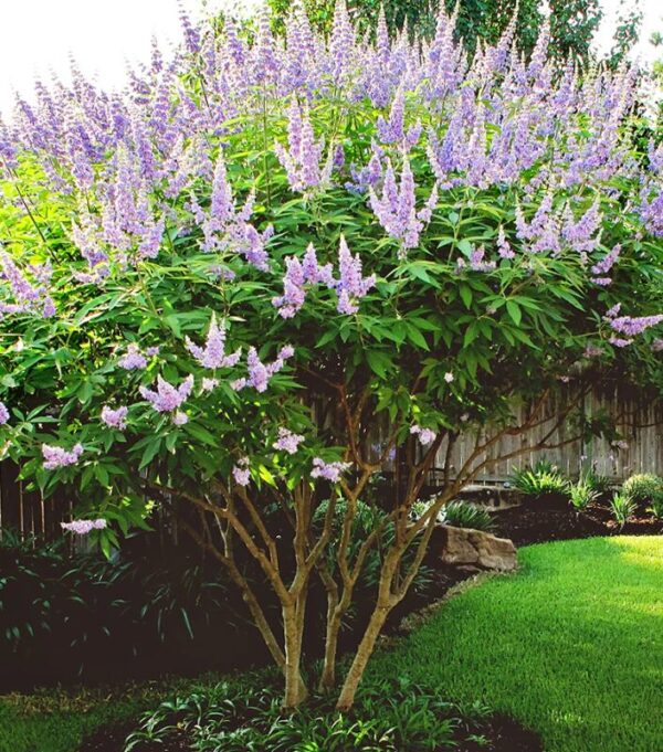 Vitex 'Shoal Creek' - Chaste Tree Starter Plant - 7-10 Inch - Hardy Shrub