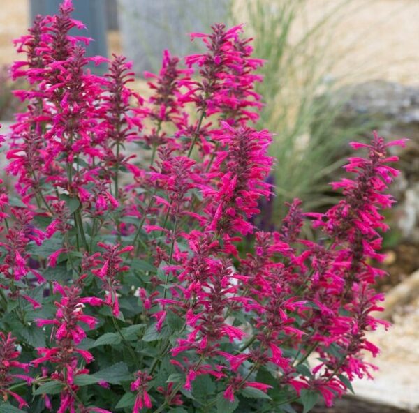 Agastache 'Morello' Starter Plant - Burgundy Blooms - 3-5 Inch