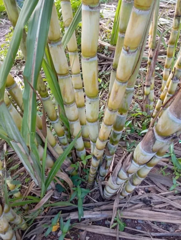 Sugar Cane Plant Green Tree Sugarcane Plant Sweet Cane Plant 6-8 Inch TallLive Plant in 4 Inch Pot